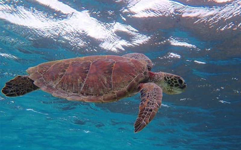 Sea Turtle